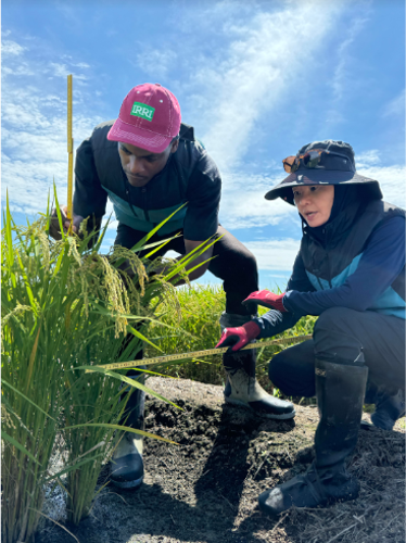 アグリ（バイオスティミュラント）